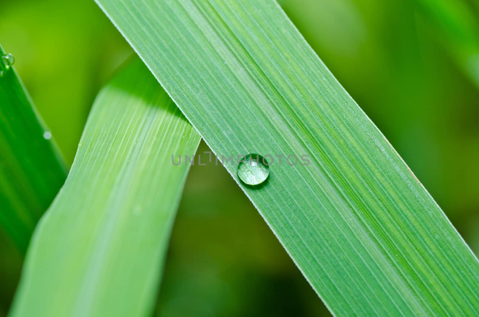 water drops on green leaf by sweetcrisis