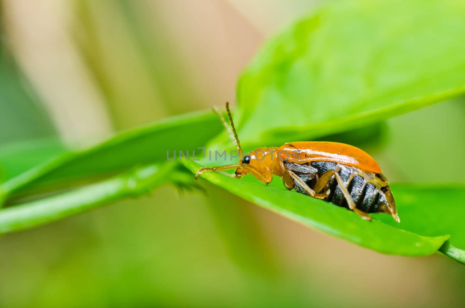 orange beetle in green nature or in the garden or park