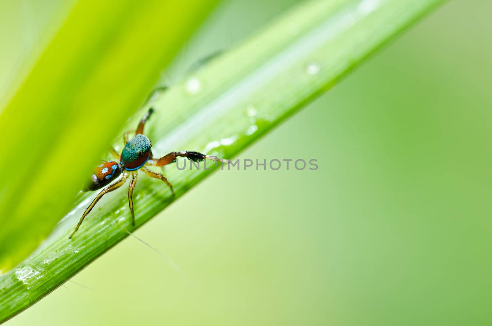 jumping spider in green nature by sweetcrisis