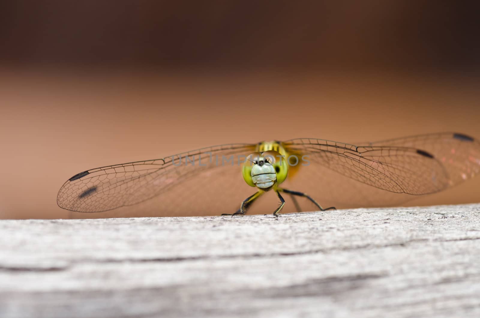 dragonfly in garden by sweetcrisis