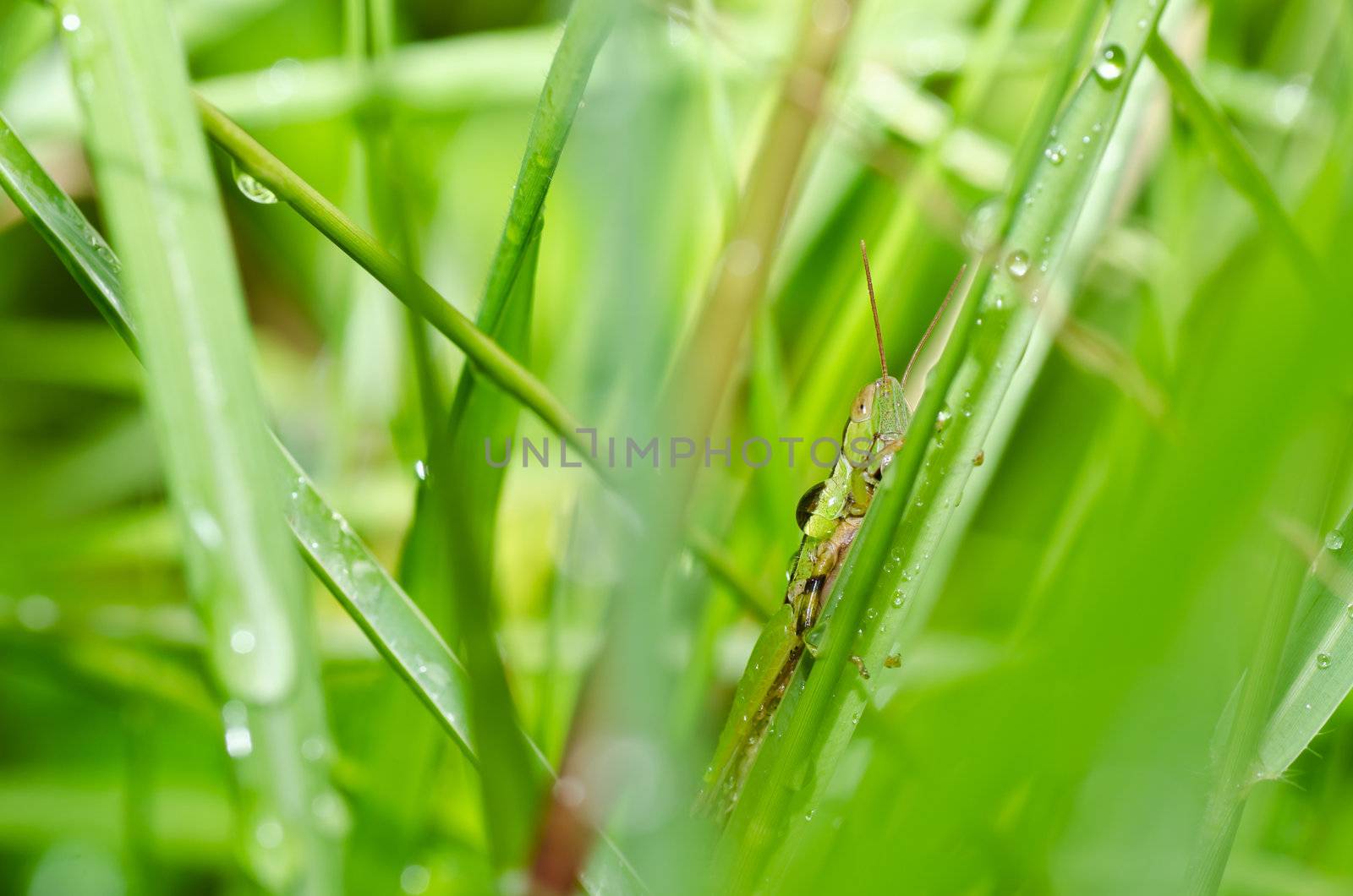 grasshopper in green nature or in the garden