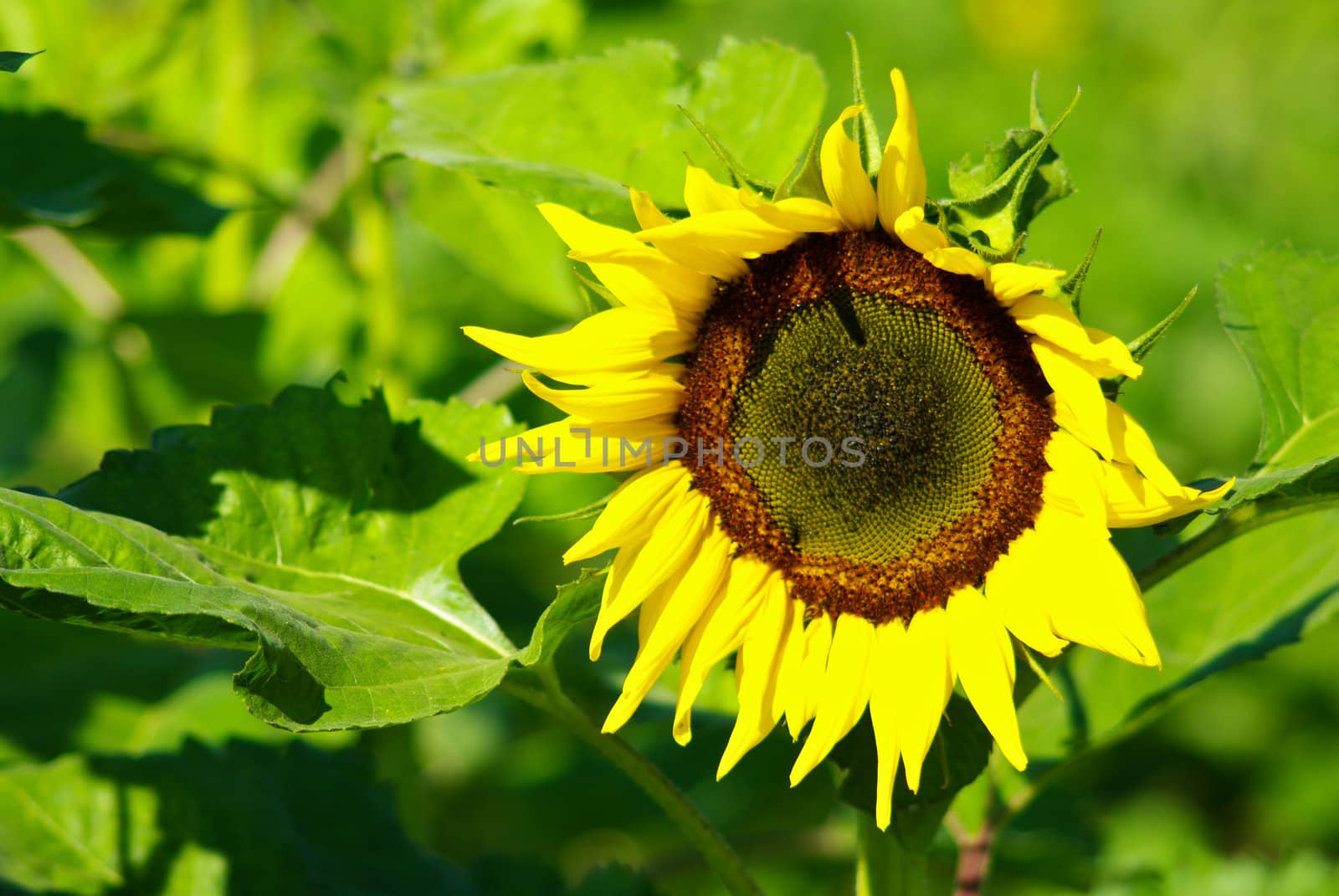 Sunflower in the farm