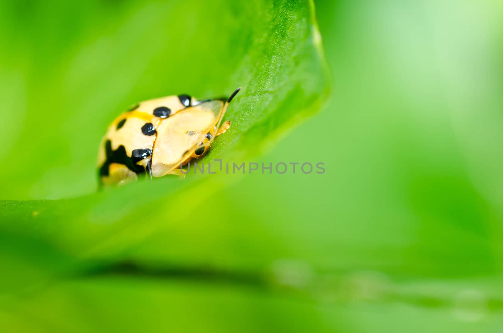 orange beetle in green nature by sweetcrisis