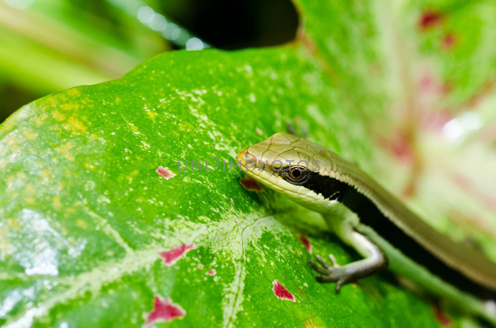 Skink in garden by sweetcrisis