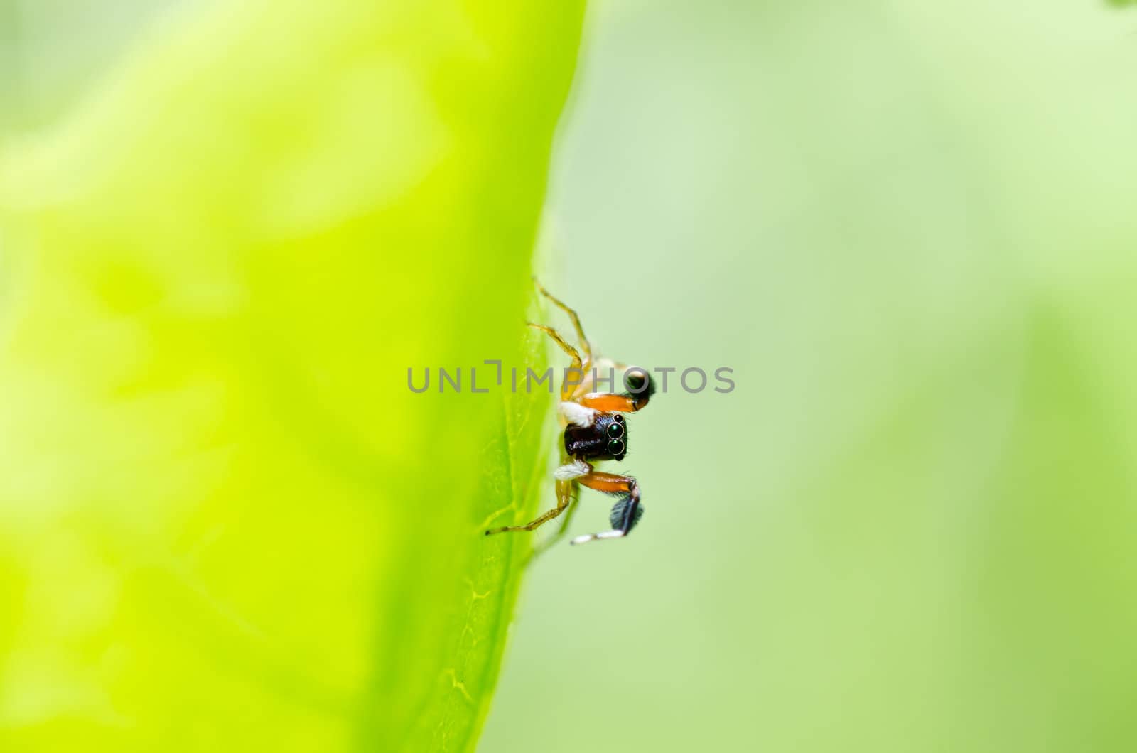 jumping spider in green nature or in the garden