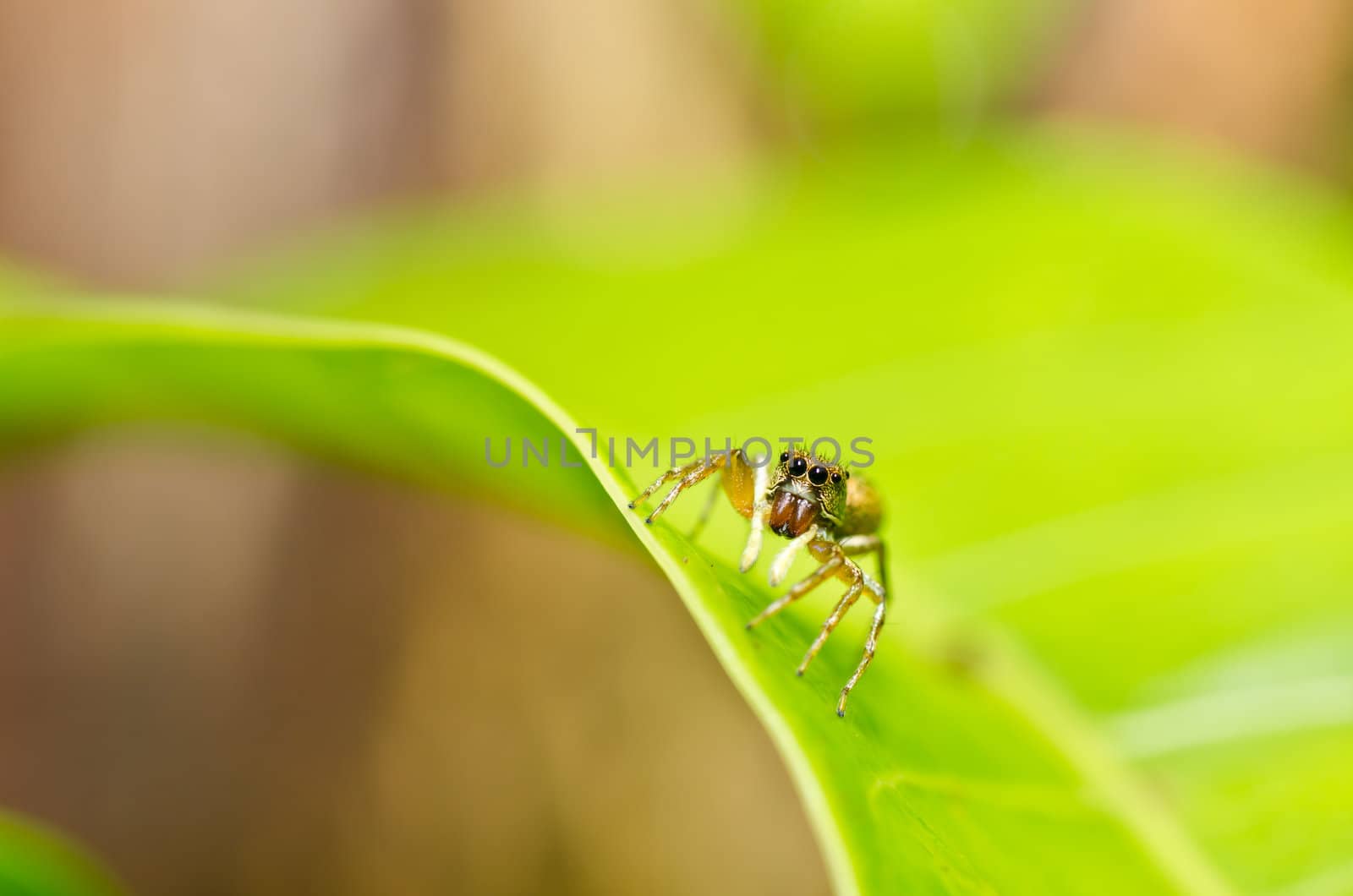 jumping spider in green nature by sweetcrisis