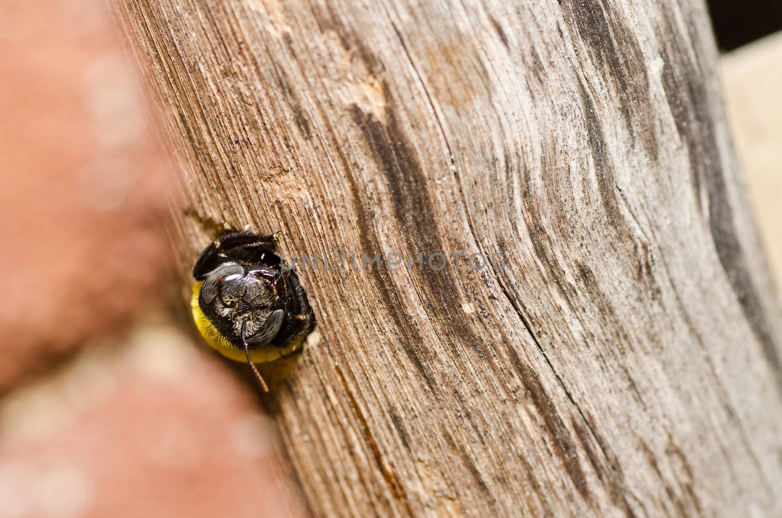 Carpenter bee in the nature or in the garden.It's danger