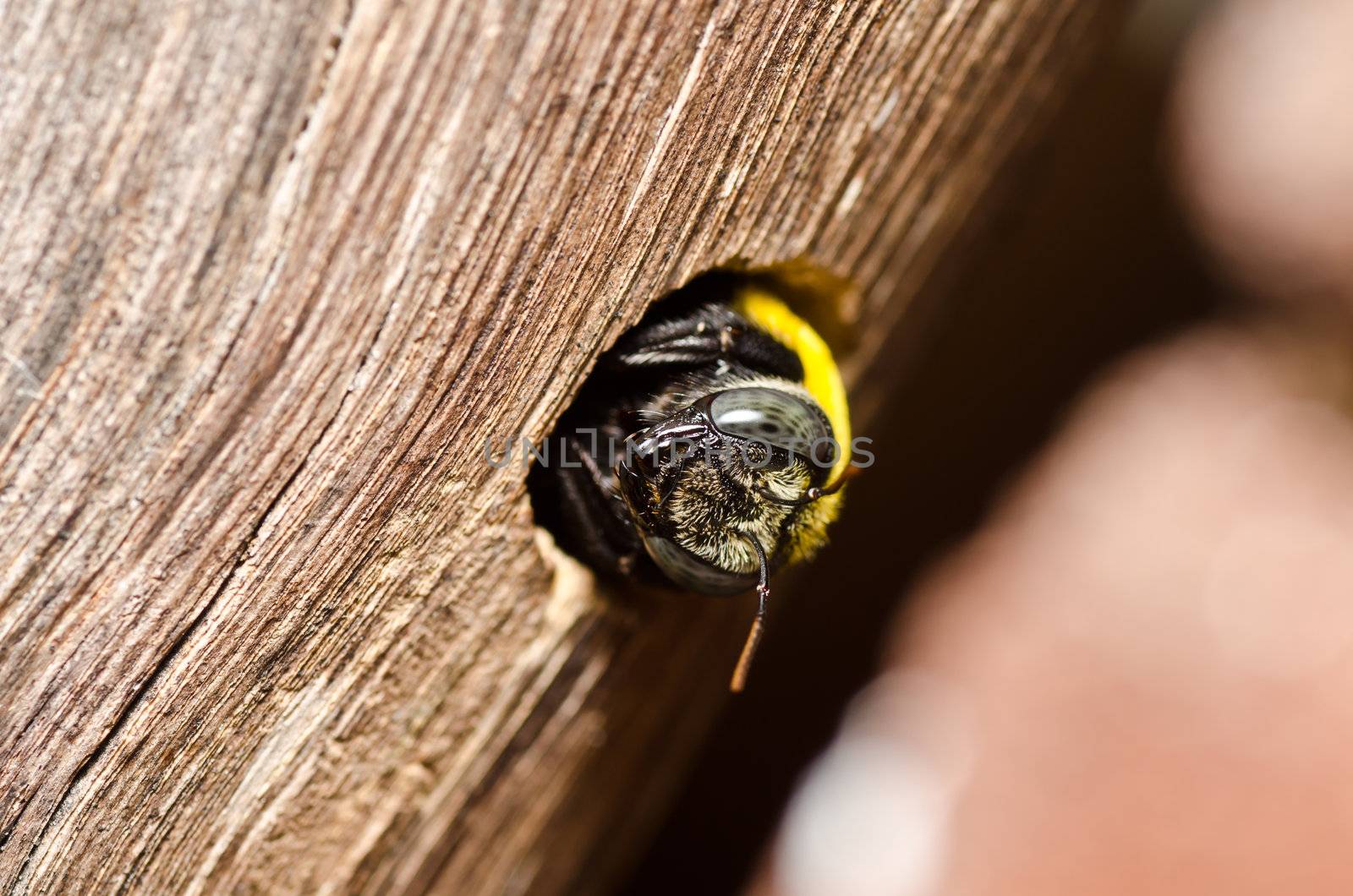 Carpenter bee in the nature or in the garden.It's danger