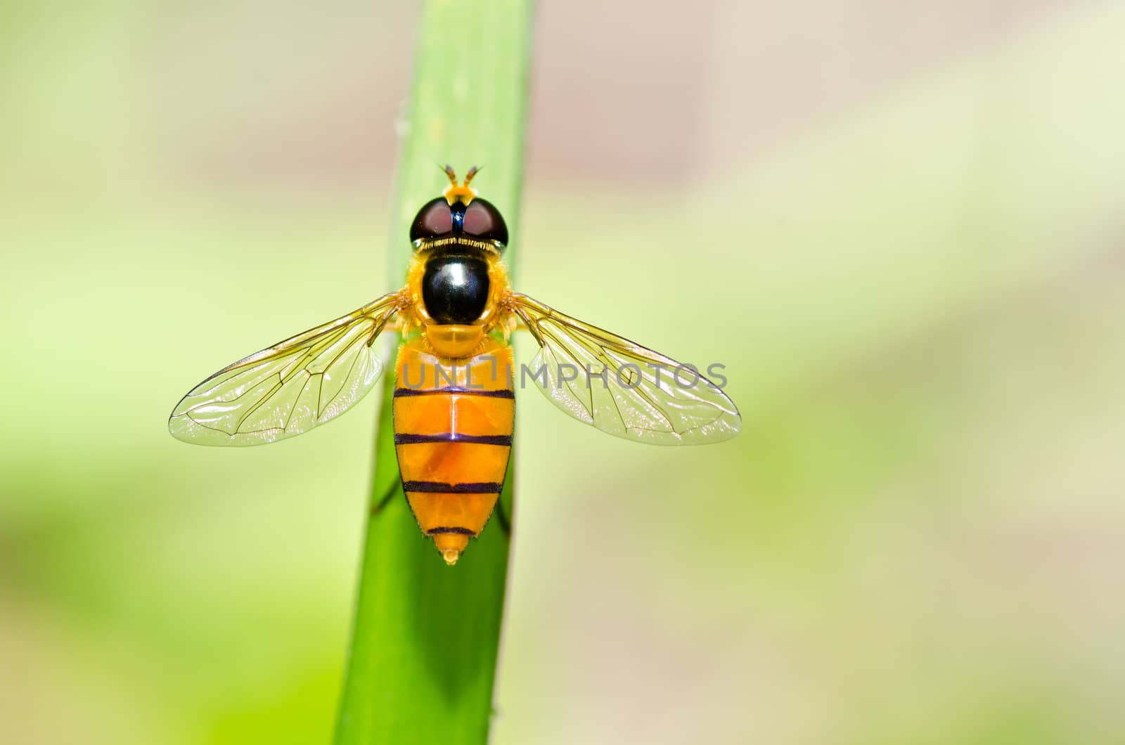 Fruit files or Flower files in green nature by sweetcrisis