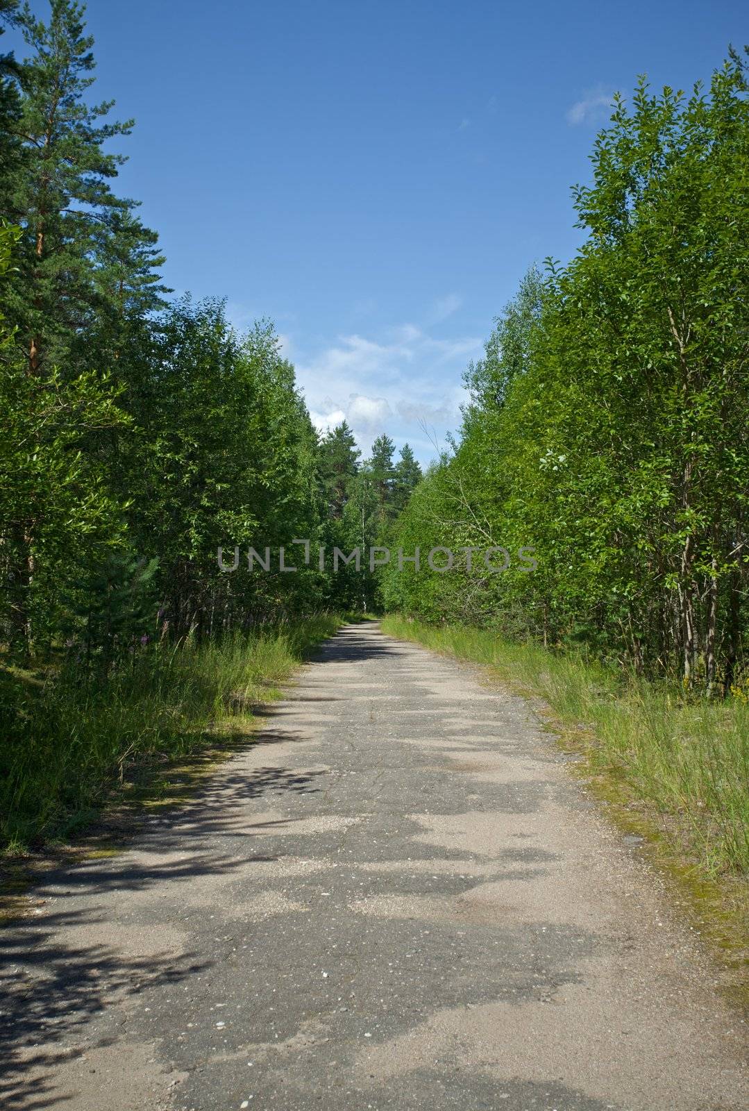road in tree forest at summer day