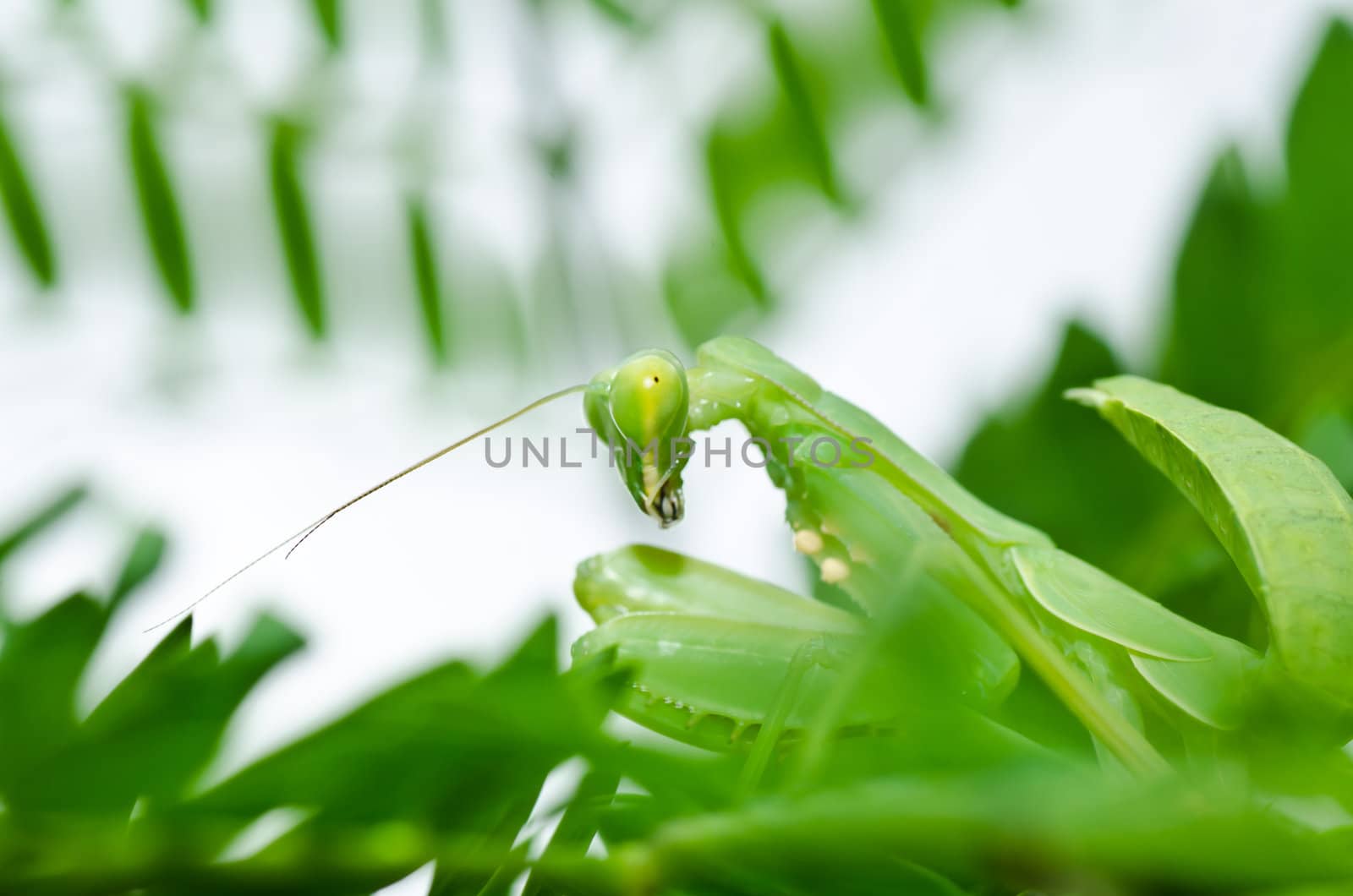 mantis in green nature or in garden