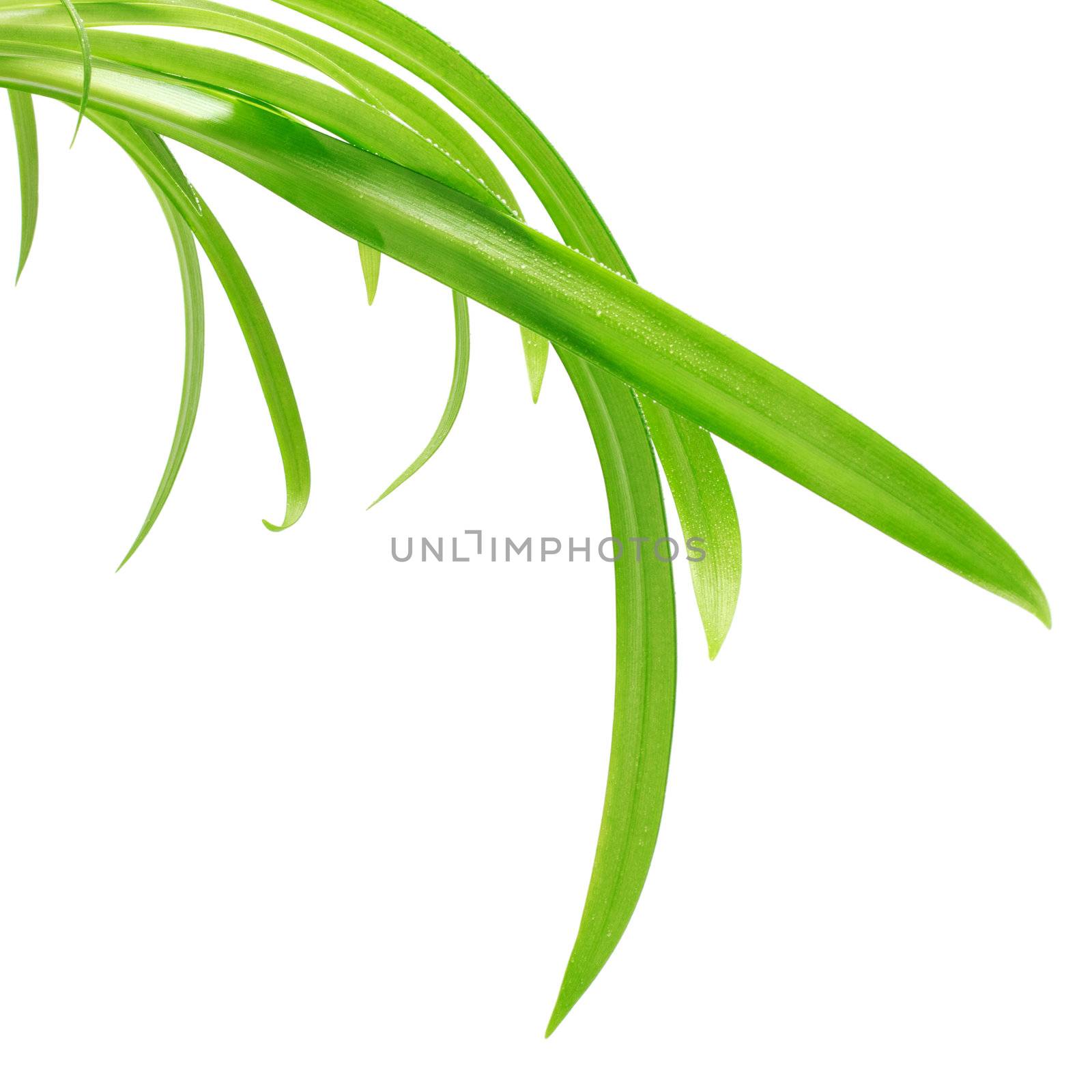 long green leaves isolated on white background