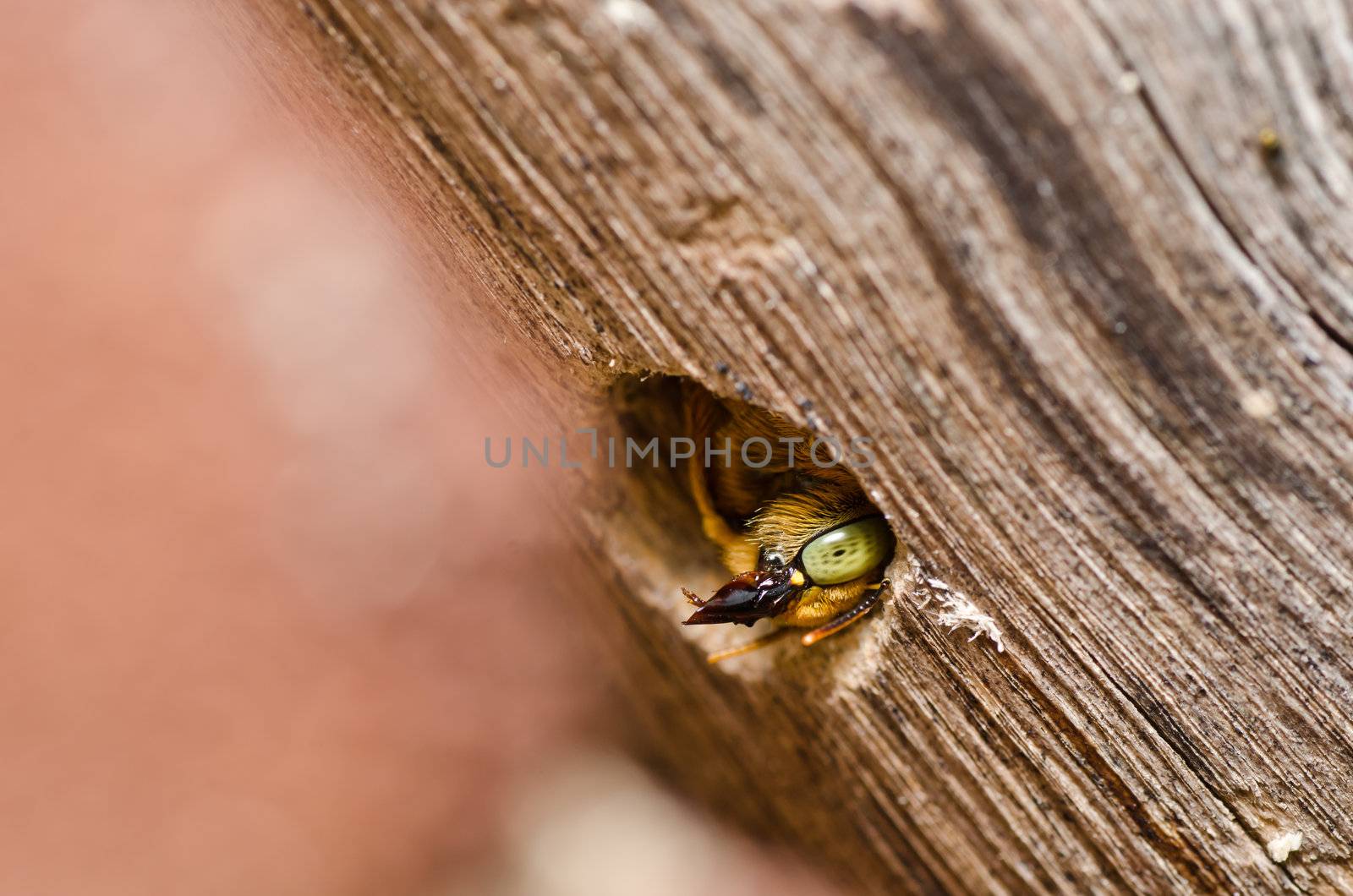 Carpenter bee in the nature or in the garden.It's danger