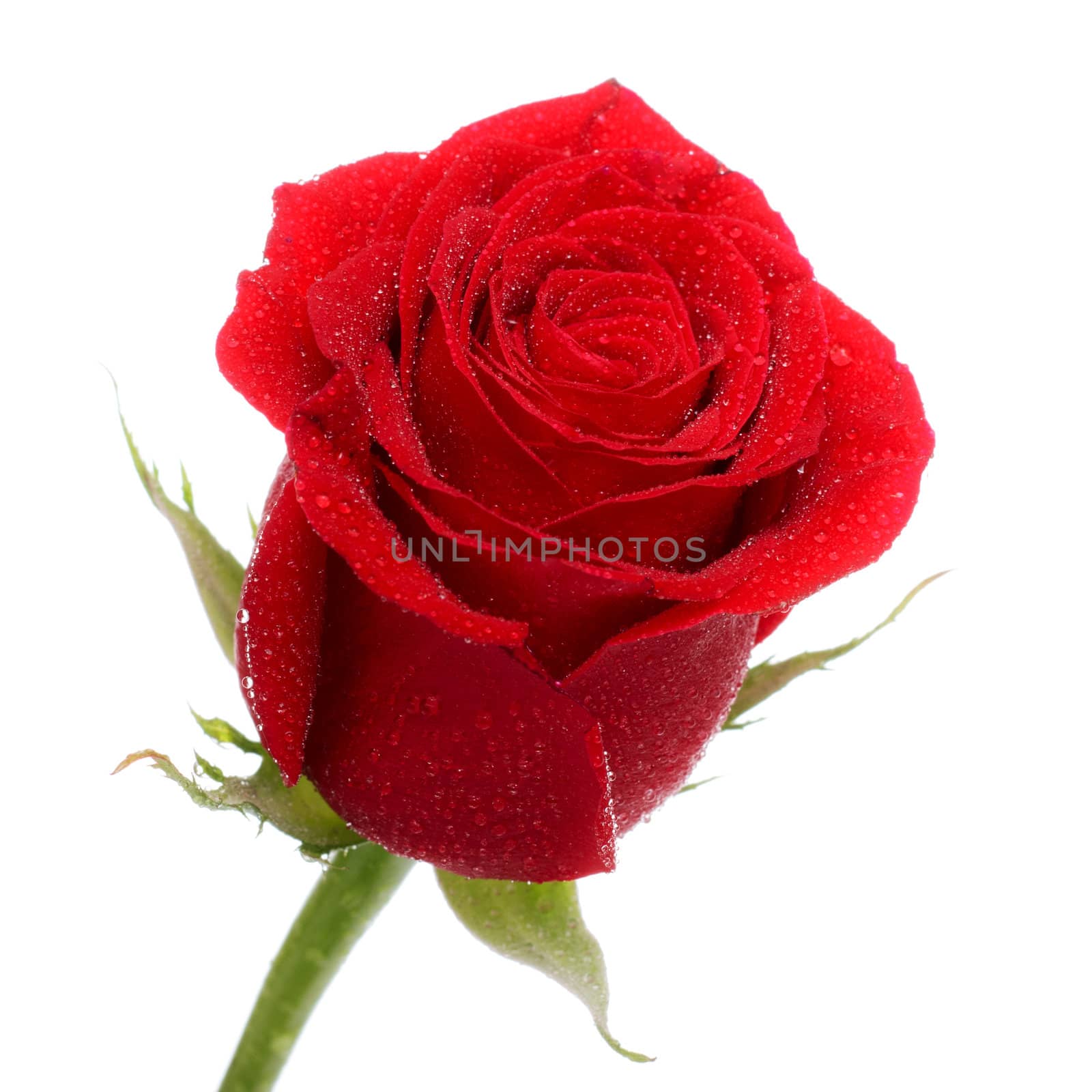 single dark red rose close up isolated on white