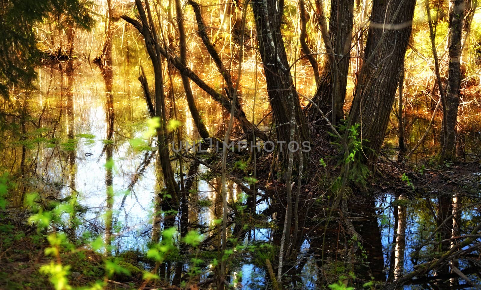 trees in water after flood in spring forest