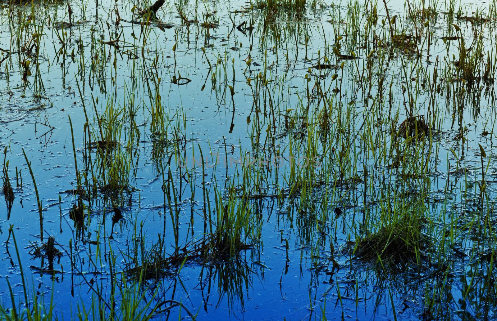 Grass in Water by petr_malyshev