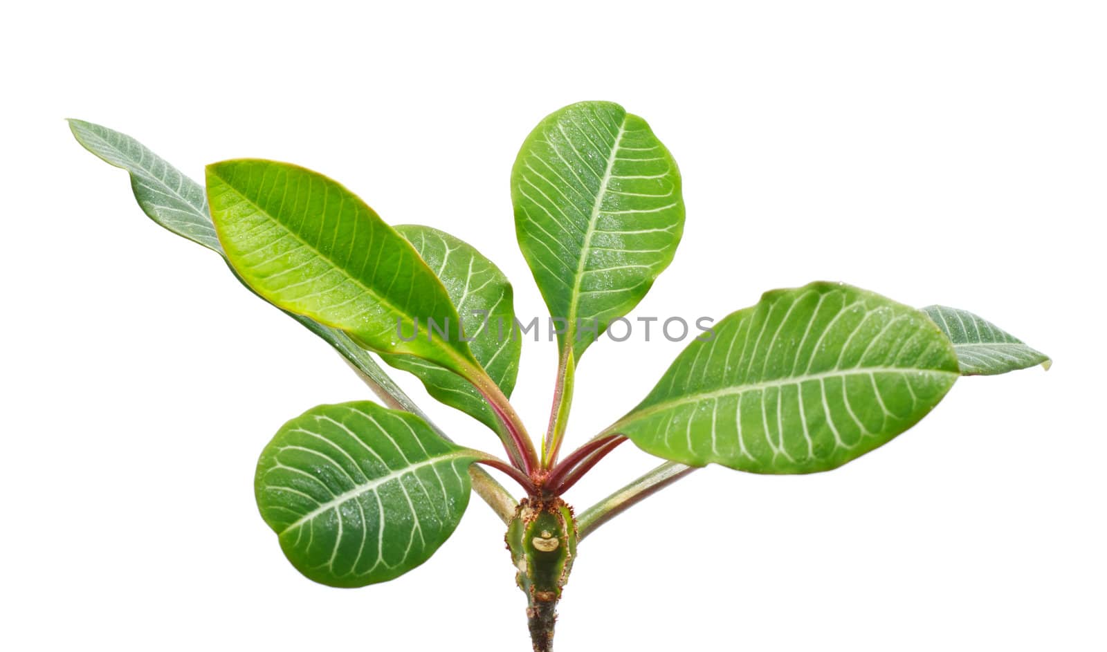 long green leaves isolated on white background