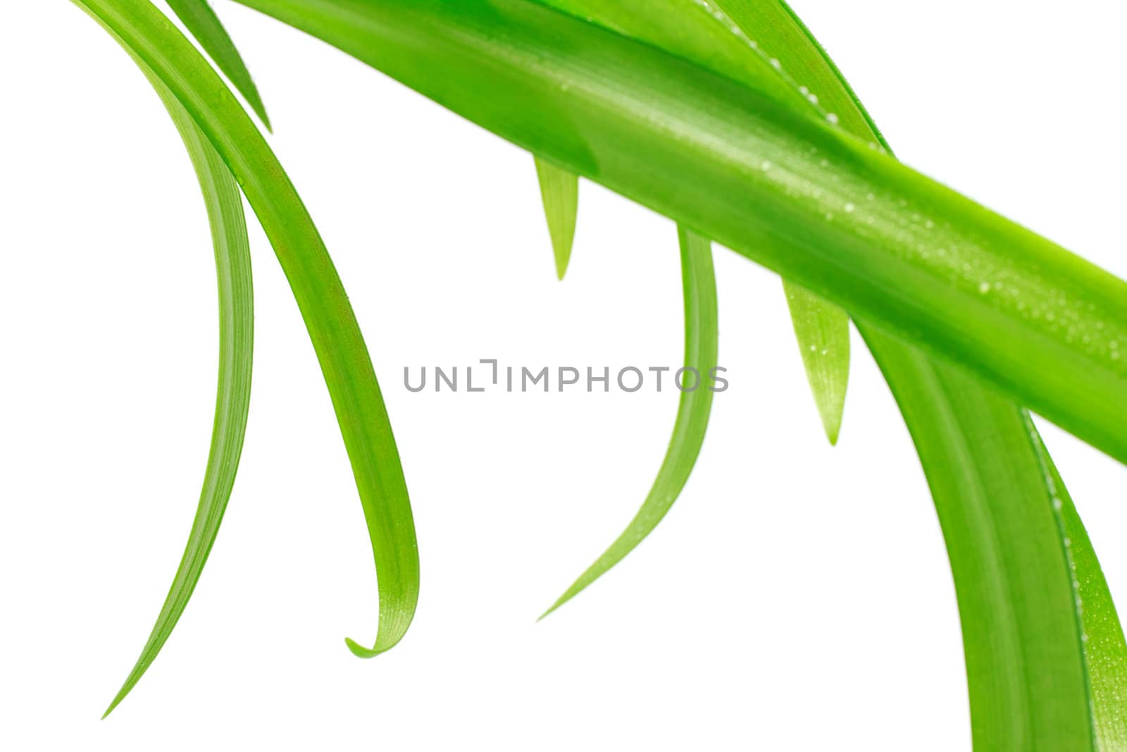 long green leaves isolated on white background