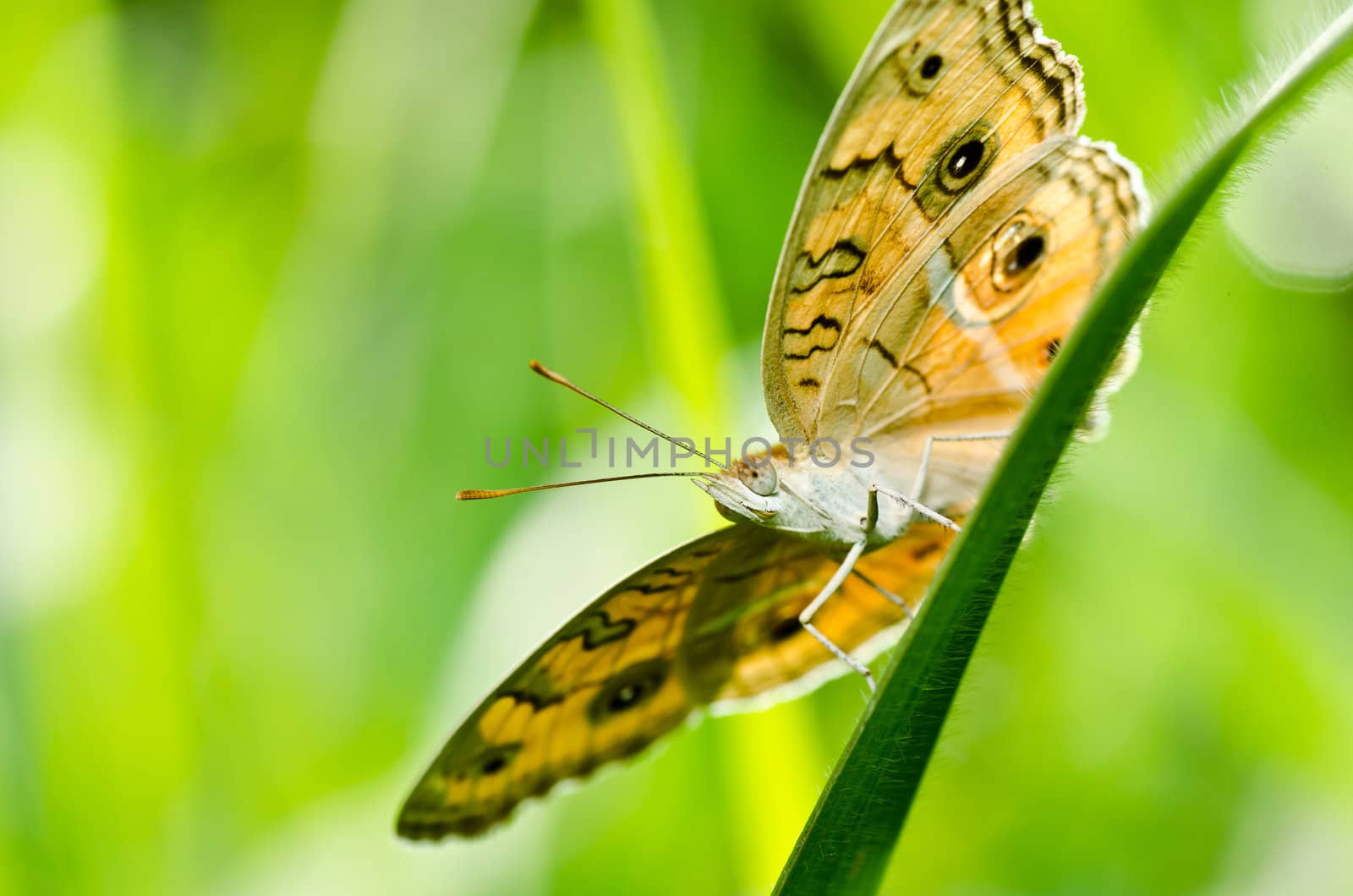 butterfly in green nature or in the garden