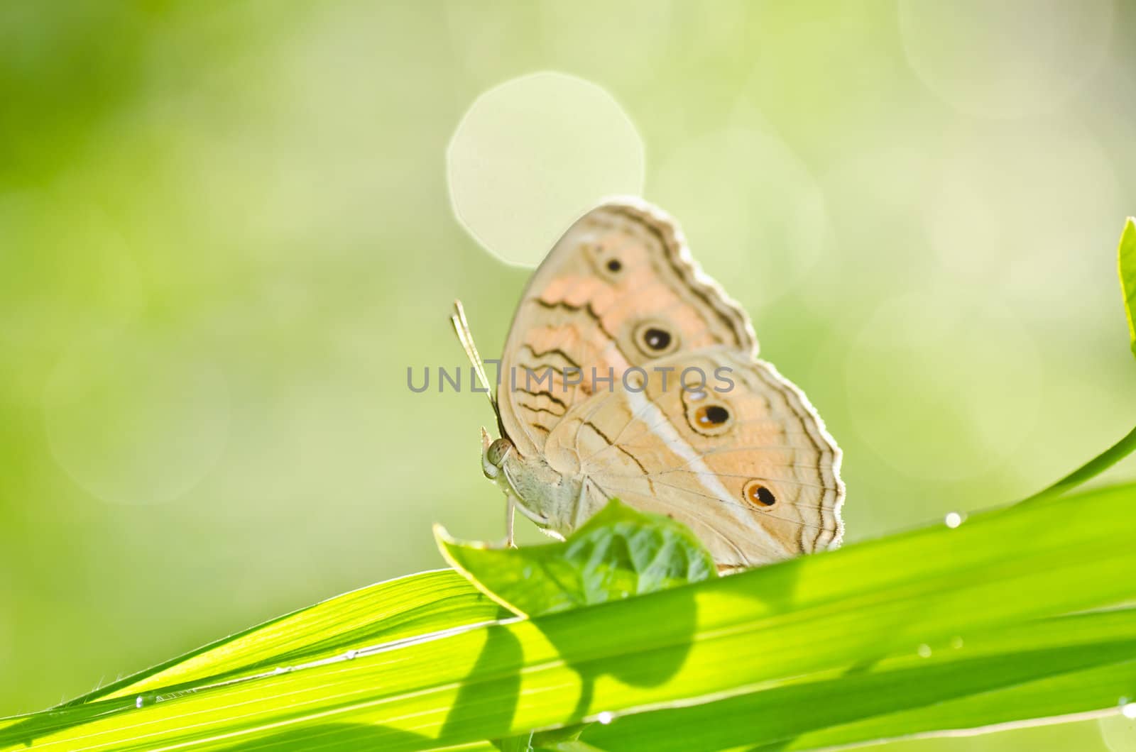 butterfly in green nature or in the garden