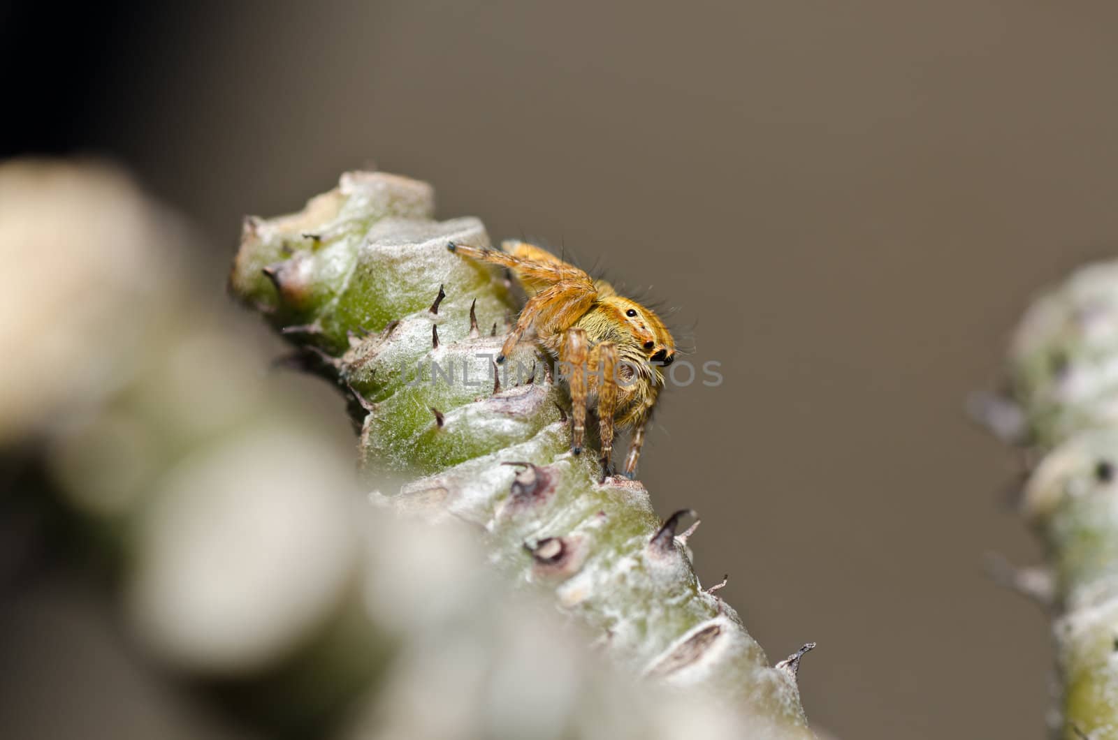 jumping spider in green nature or in the garden