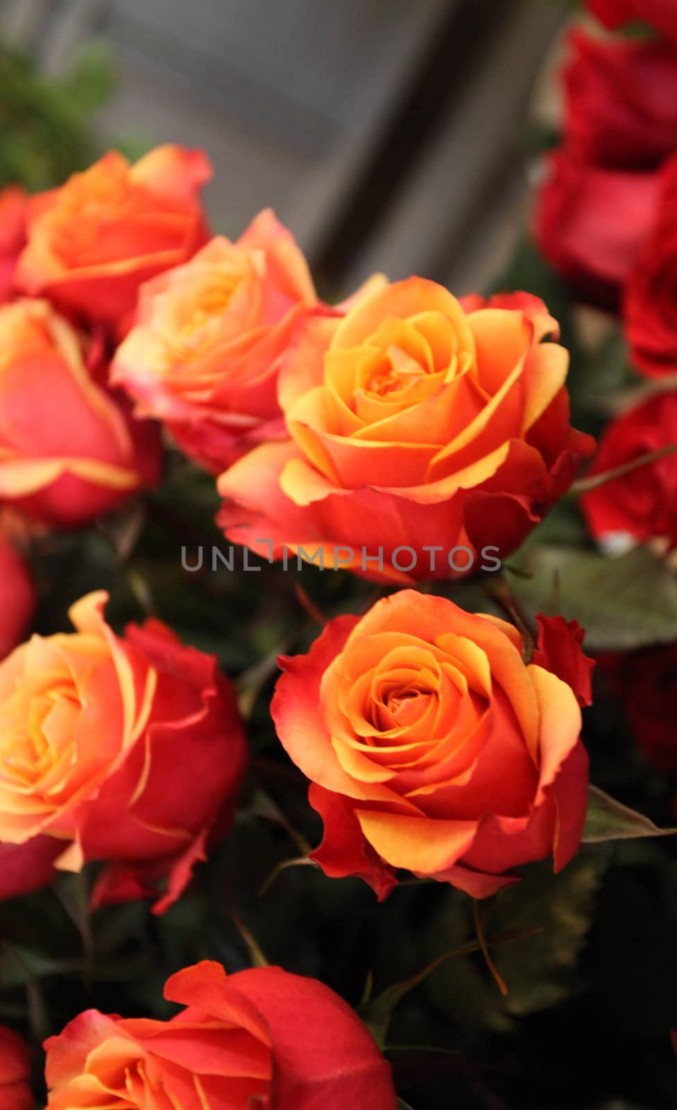 Large bright red roses