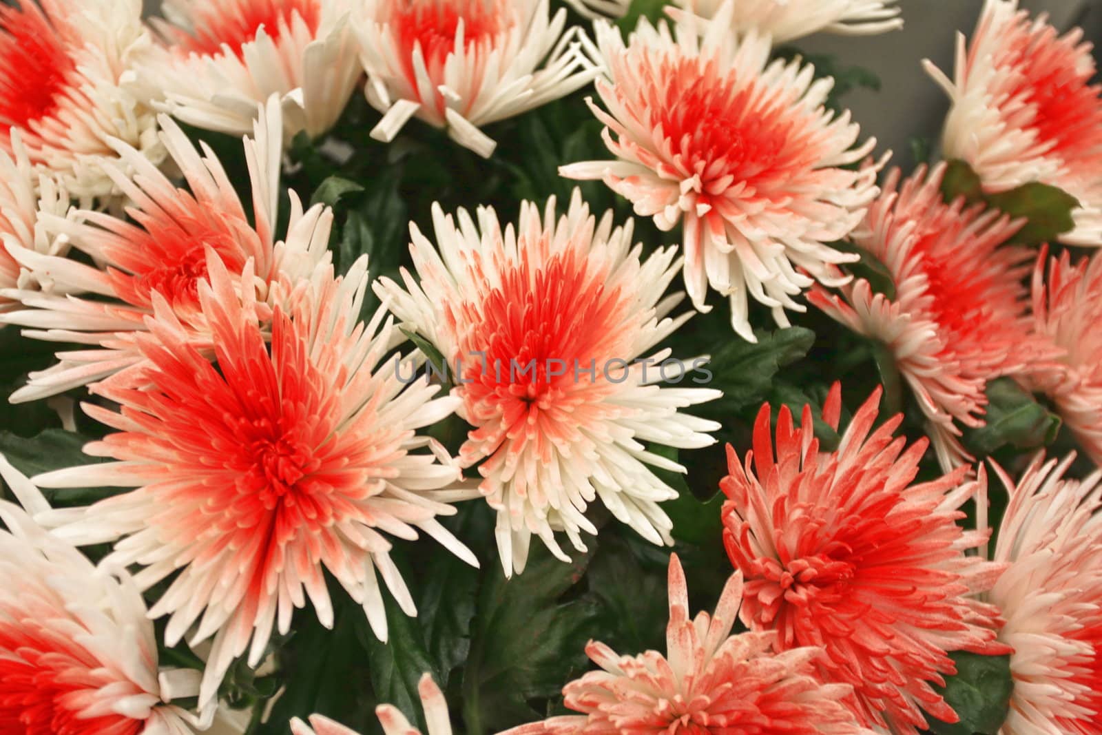 flowers  chrysanthemums