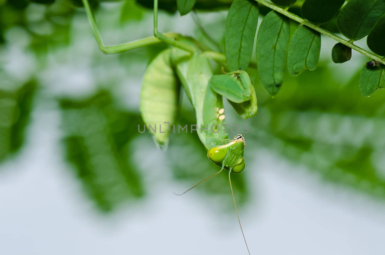 mantis in green nature or in garden