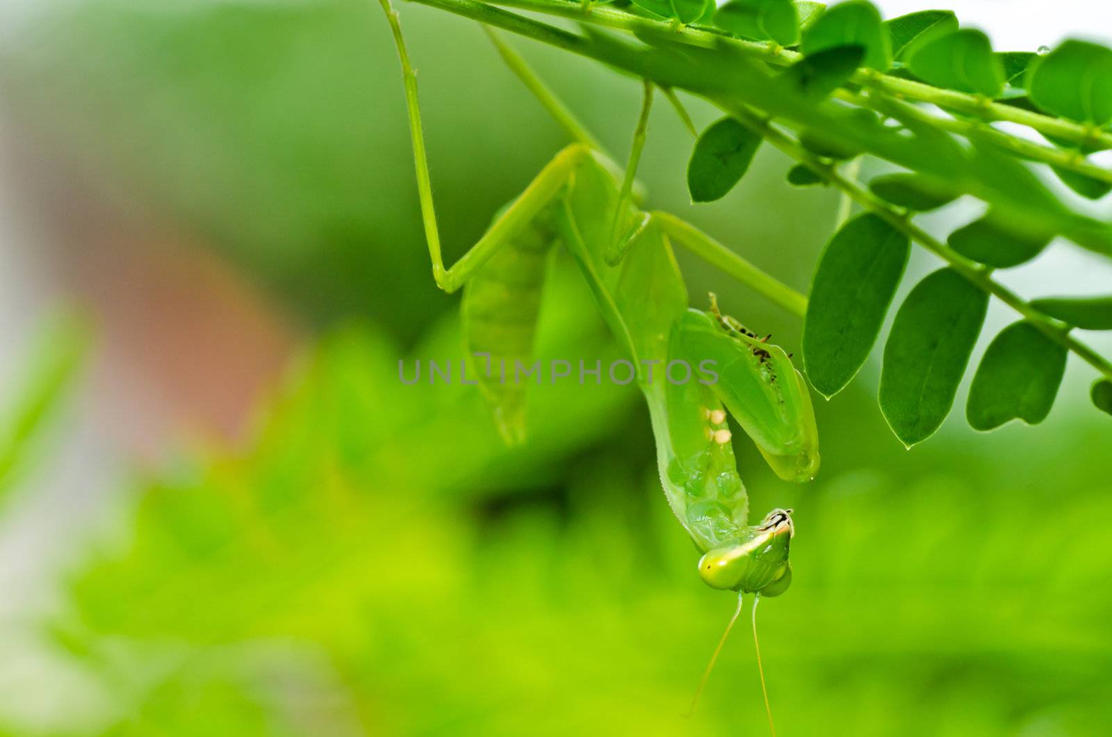 mantis in green nature or in garden