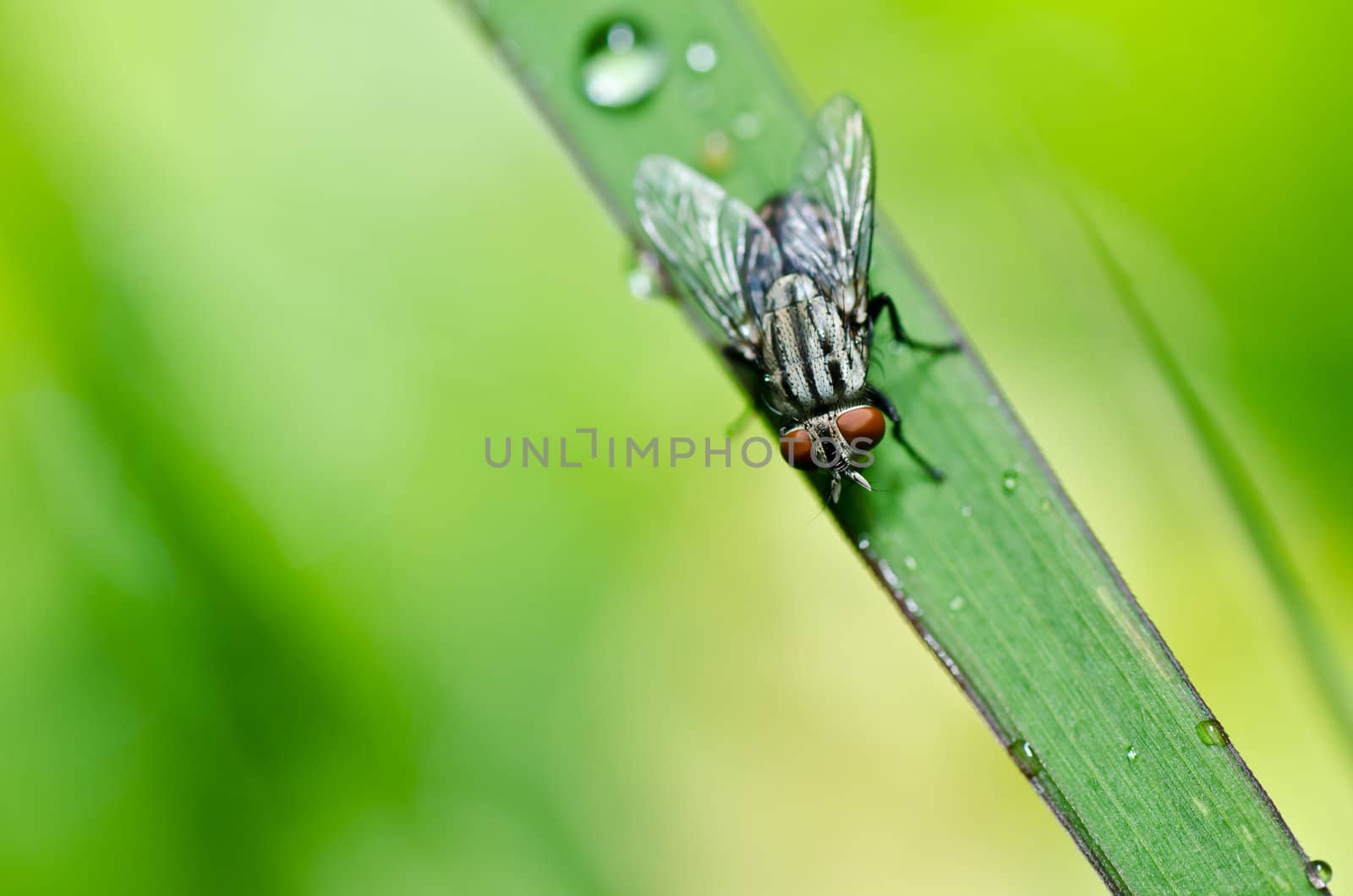 fly in green nature or in the city