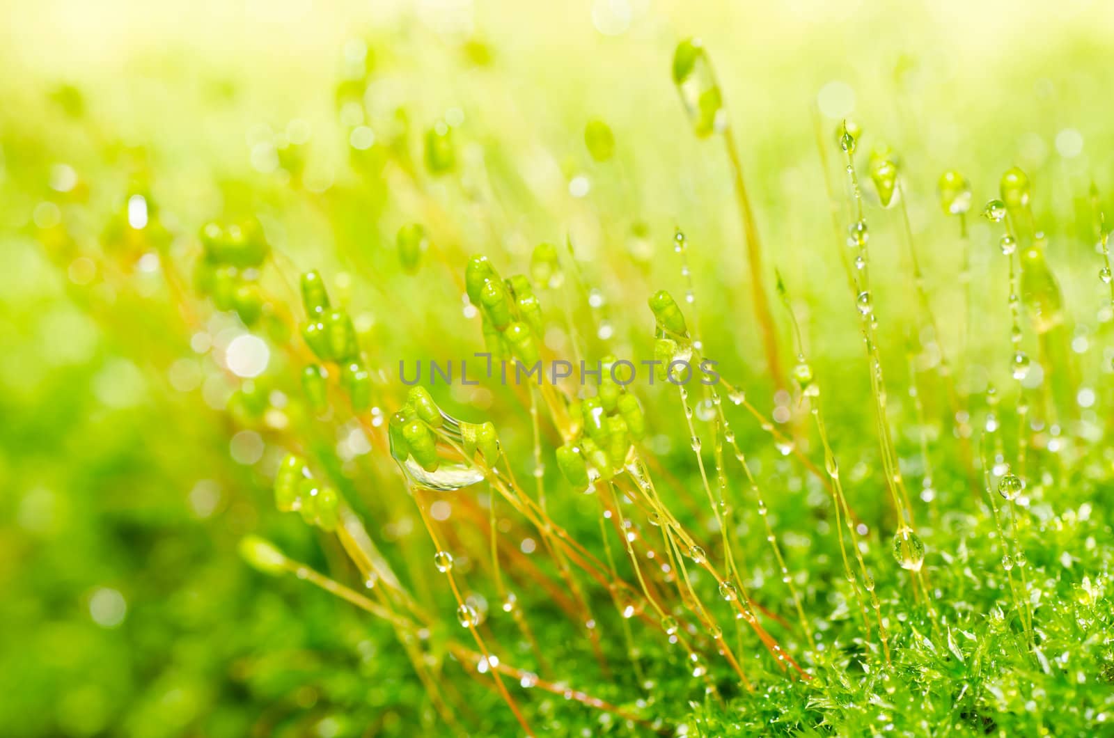 Fresh moss in green nature or in old stone or old wall