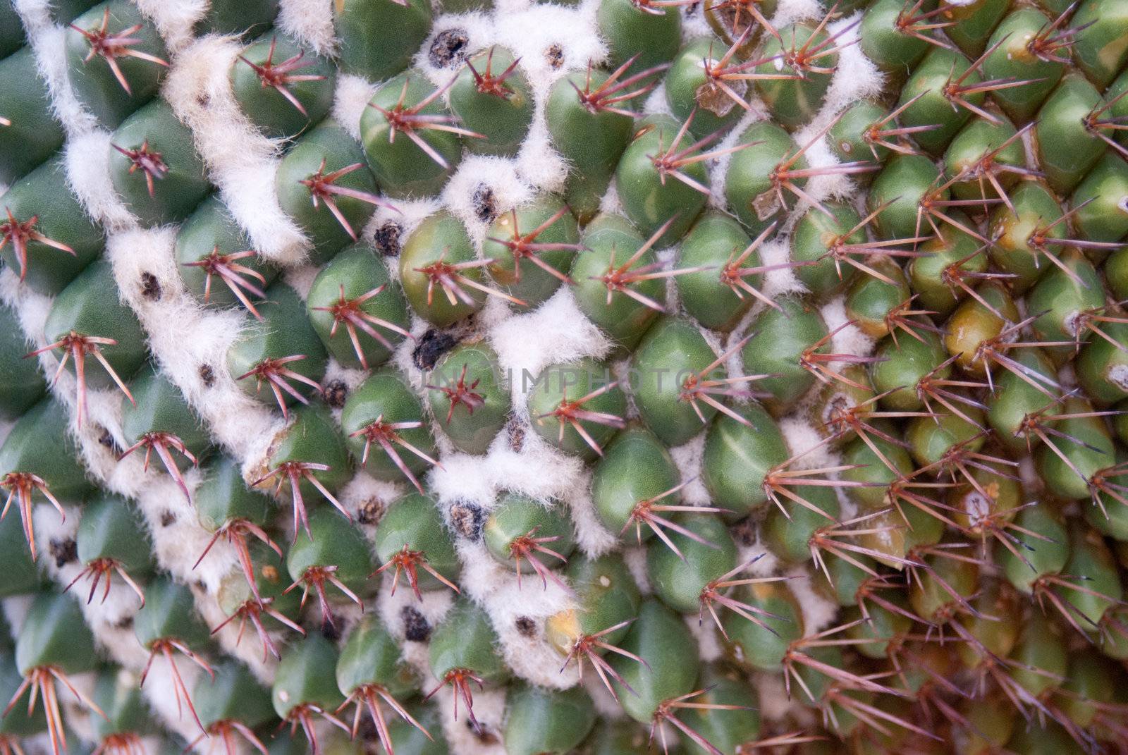 The prickley thorns from a green cactus can be seen up-close in detail.