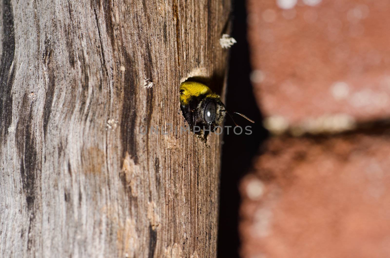 Carpenter bee in the nature or in the garden.It's danger