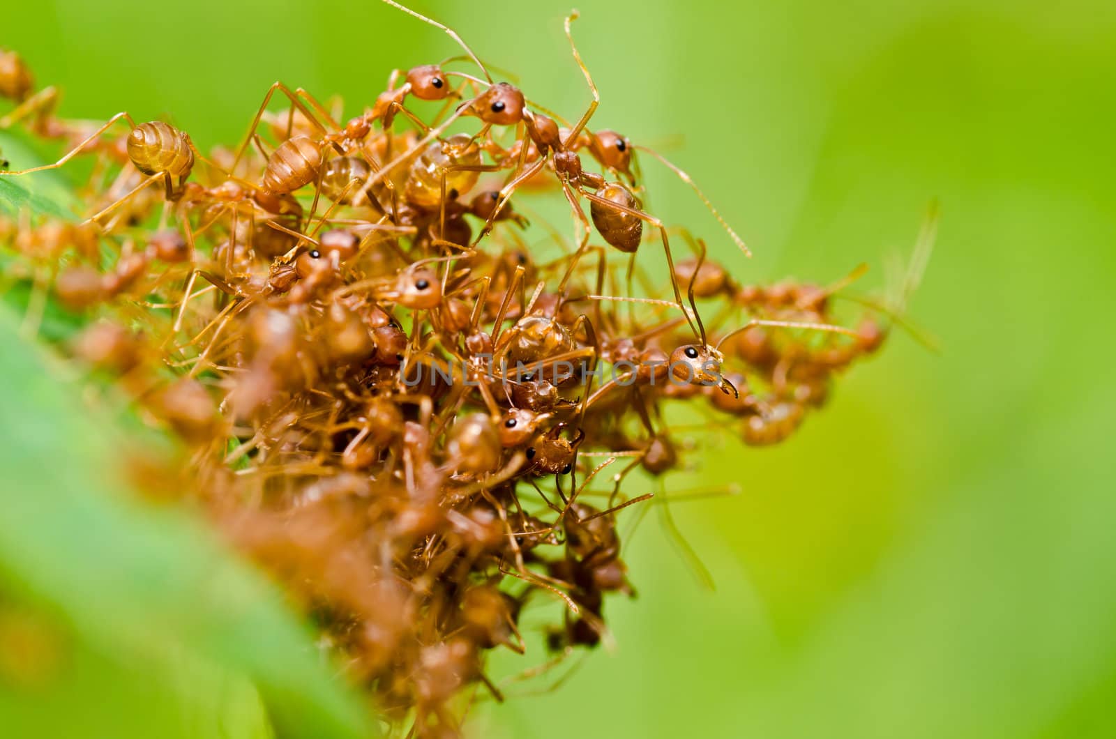 red ant in green nature or in the garden