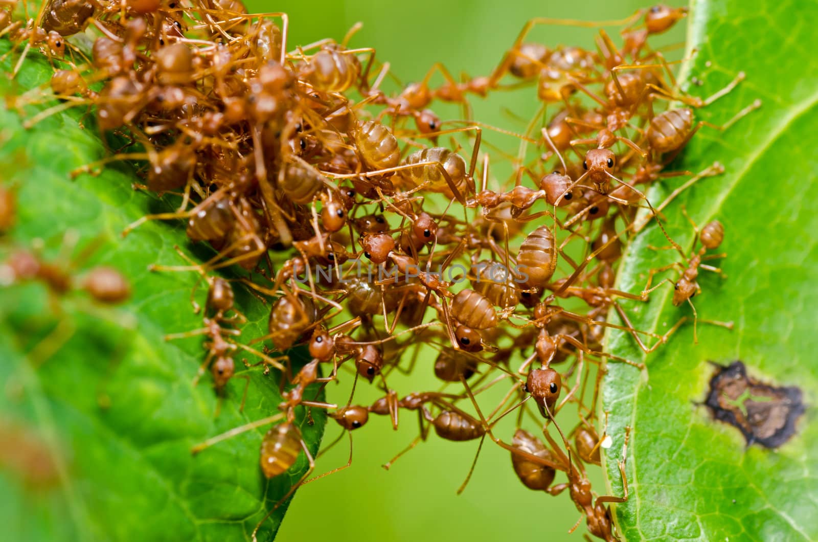 red ant in green nature or in the garden