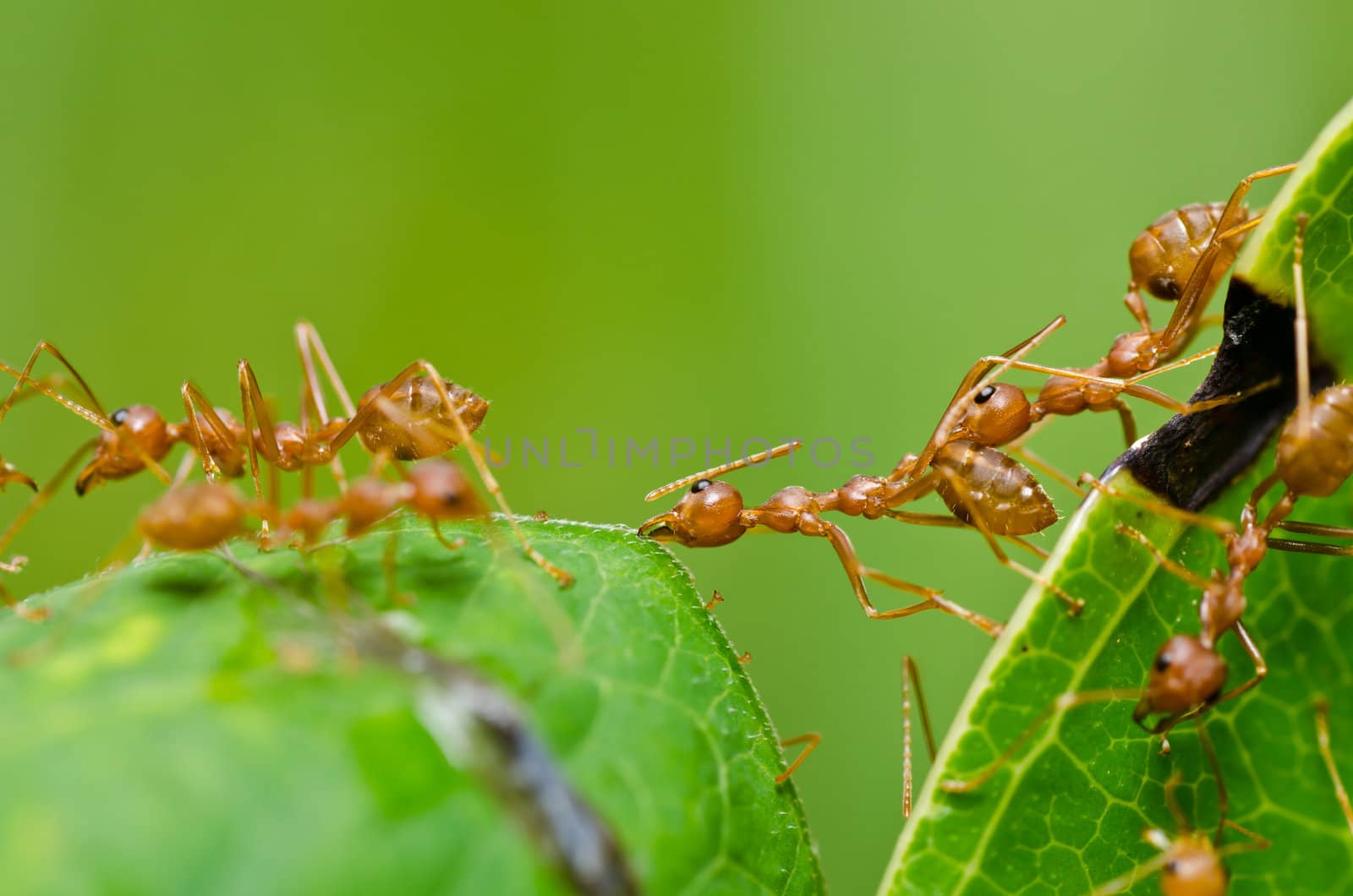 red ant in green nature or in the garden