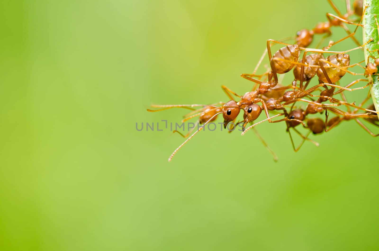 red ant in green nature or in the garden