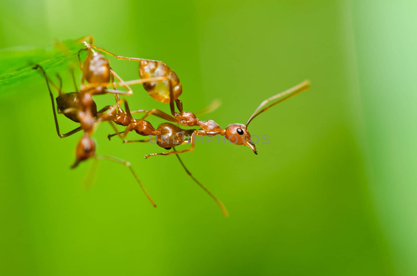 red ant in green nature or in the garden