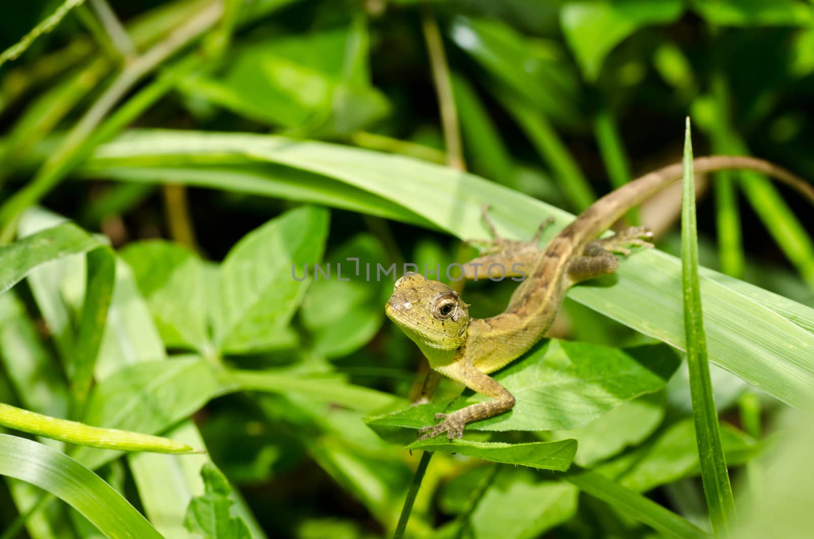 Lizard in green nature or in park or in the garden