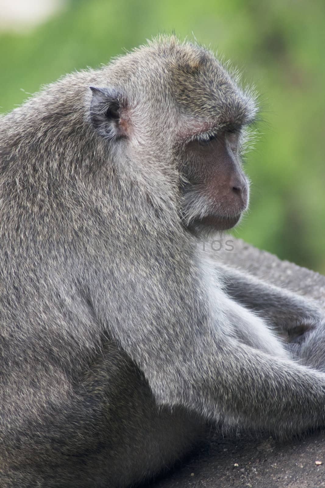 A sitting monkey with green background.