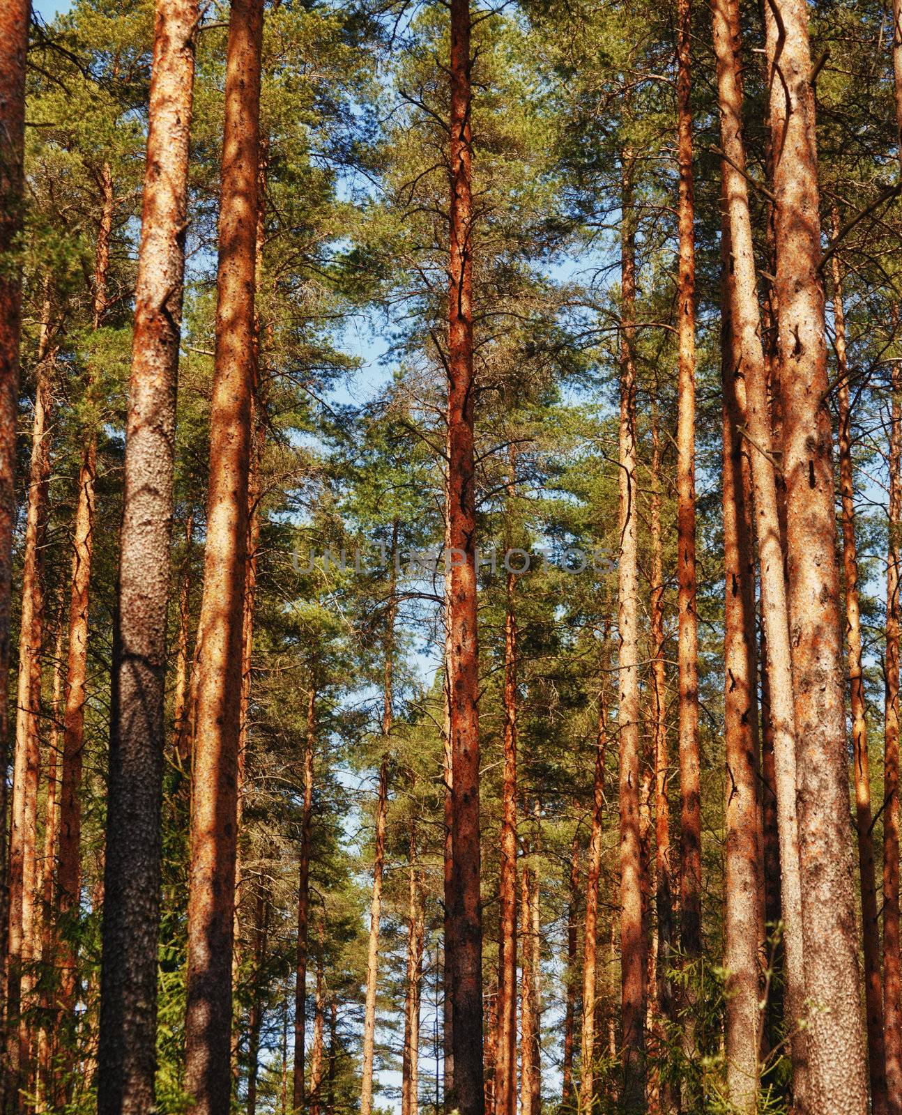 summer pine tree forest at sunny day