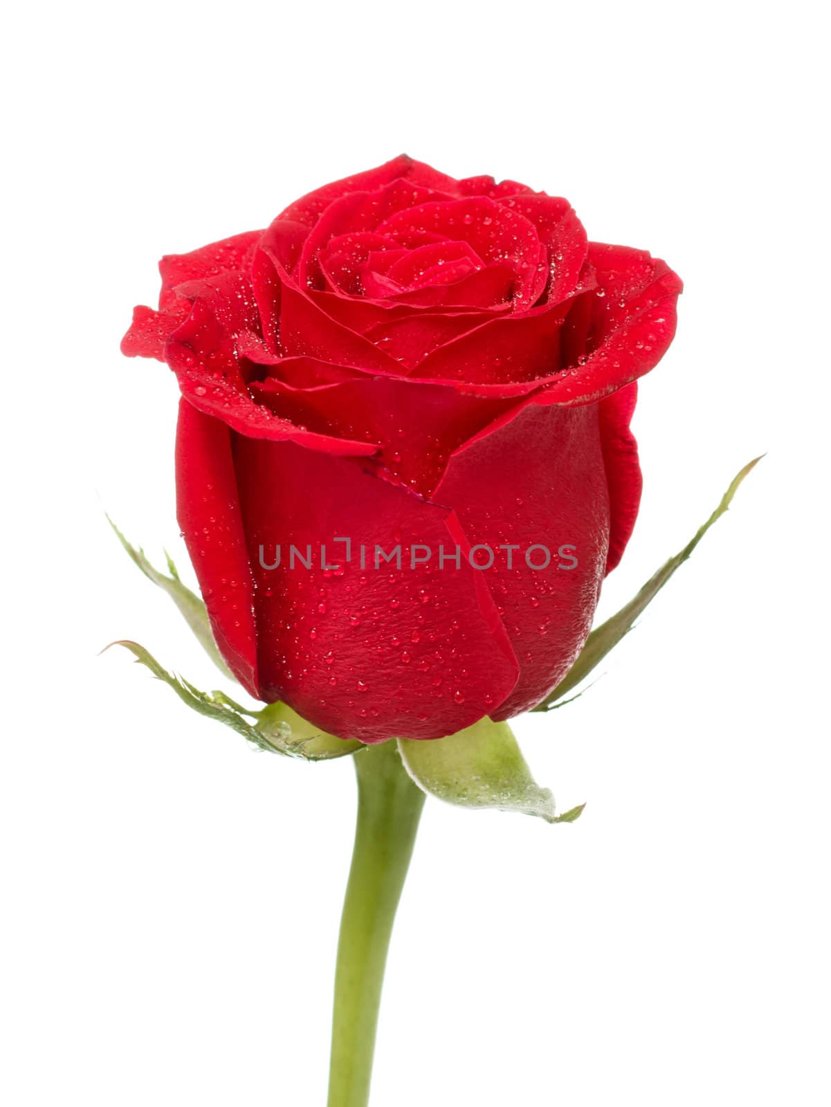 single dark red rose close up isolated on white