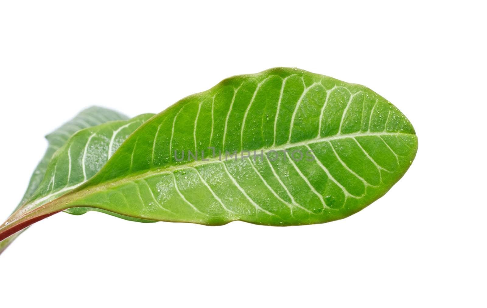 long green leaves isolated on white background