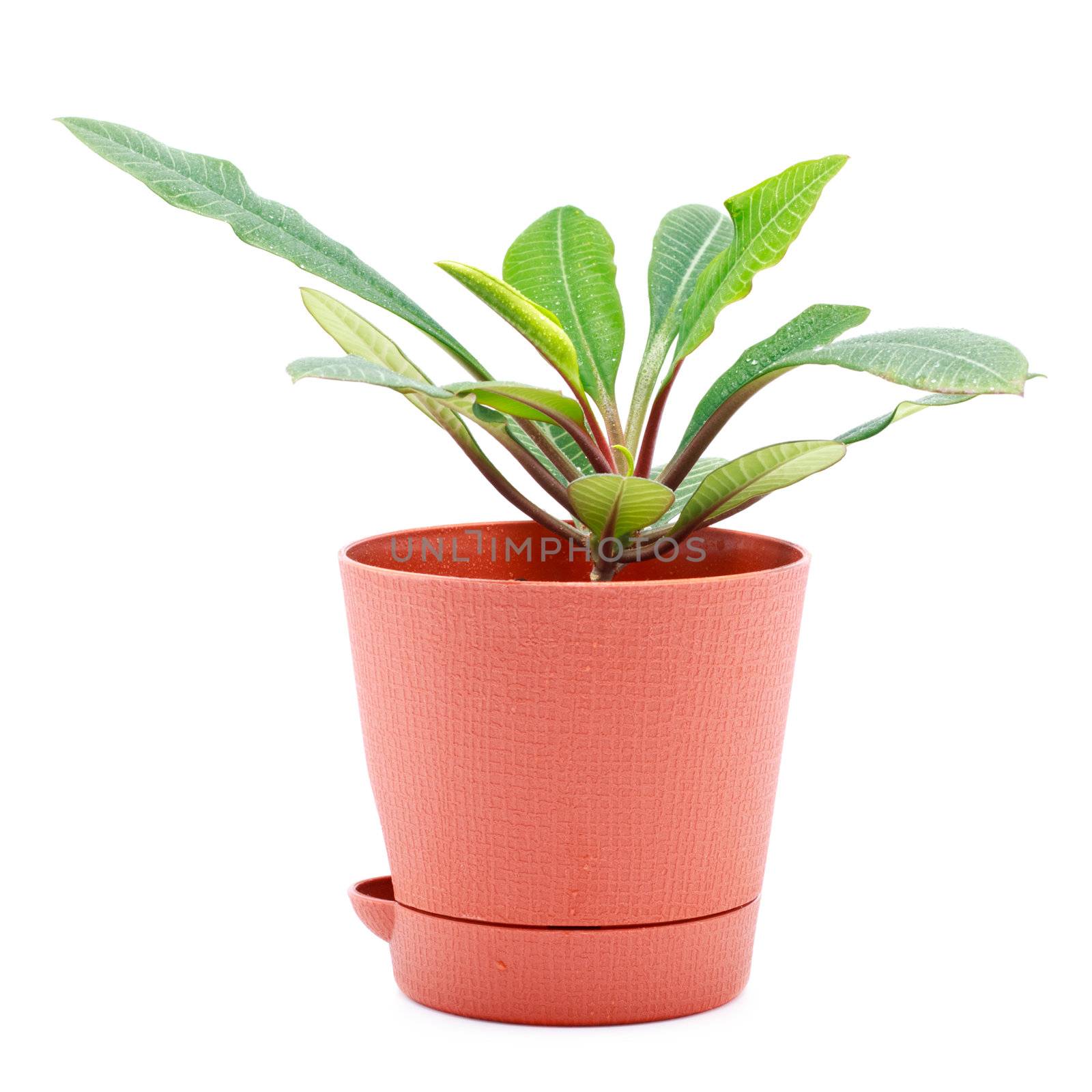 home plant in pot isolated on white