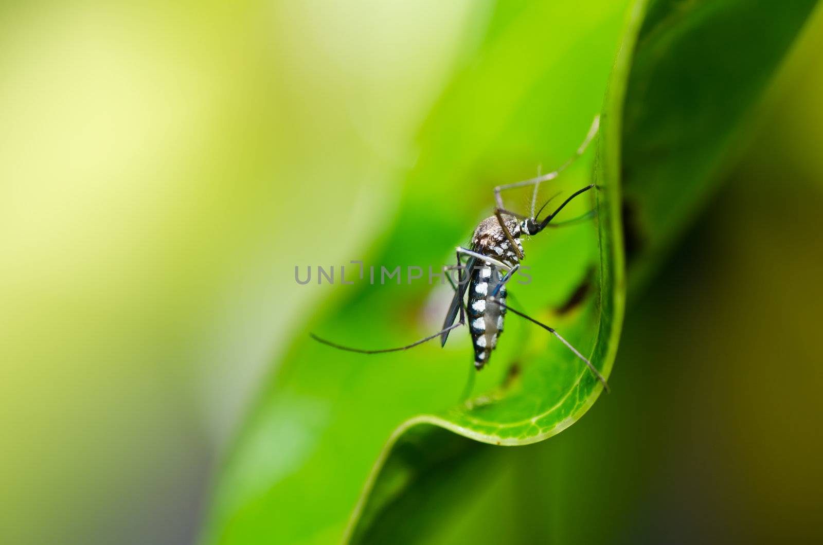 mosquito in nature or in the city