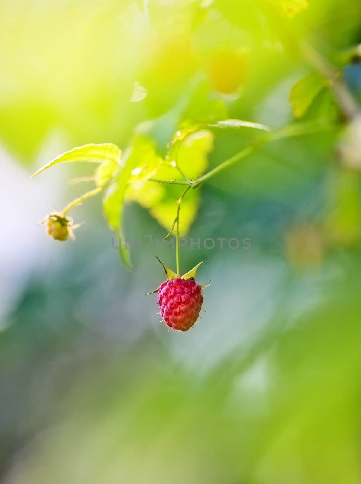 single ripe raspberry on branch in sunbeams
