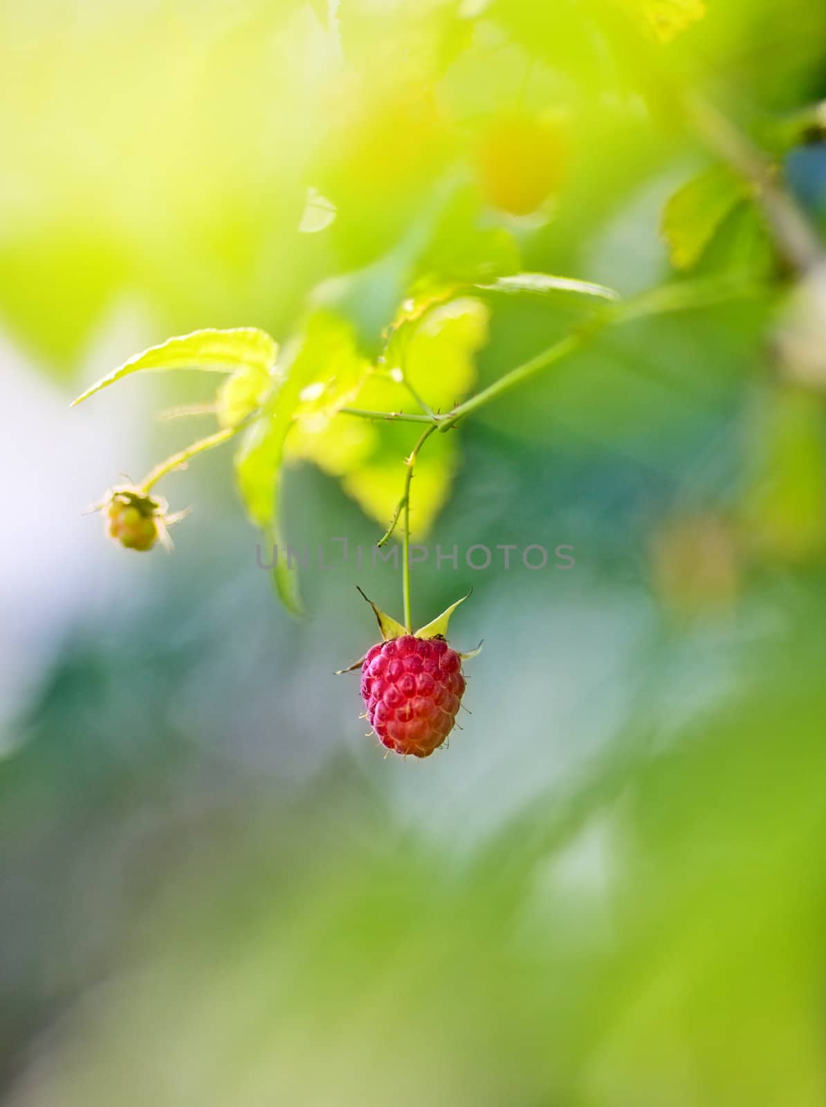 Ripe Raspberry by petr_malyshev