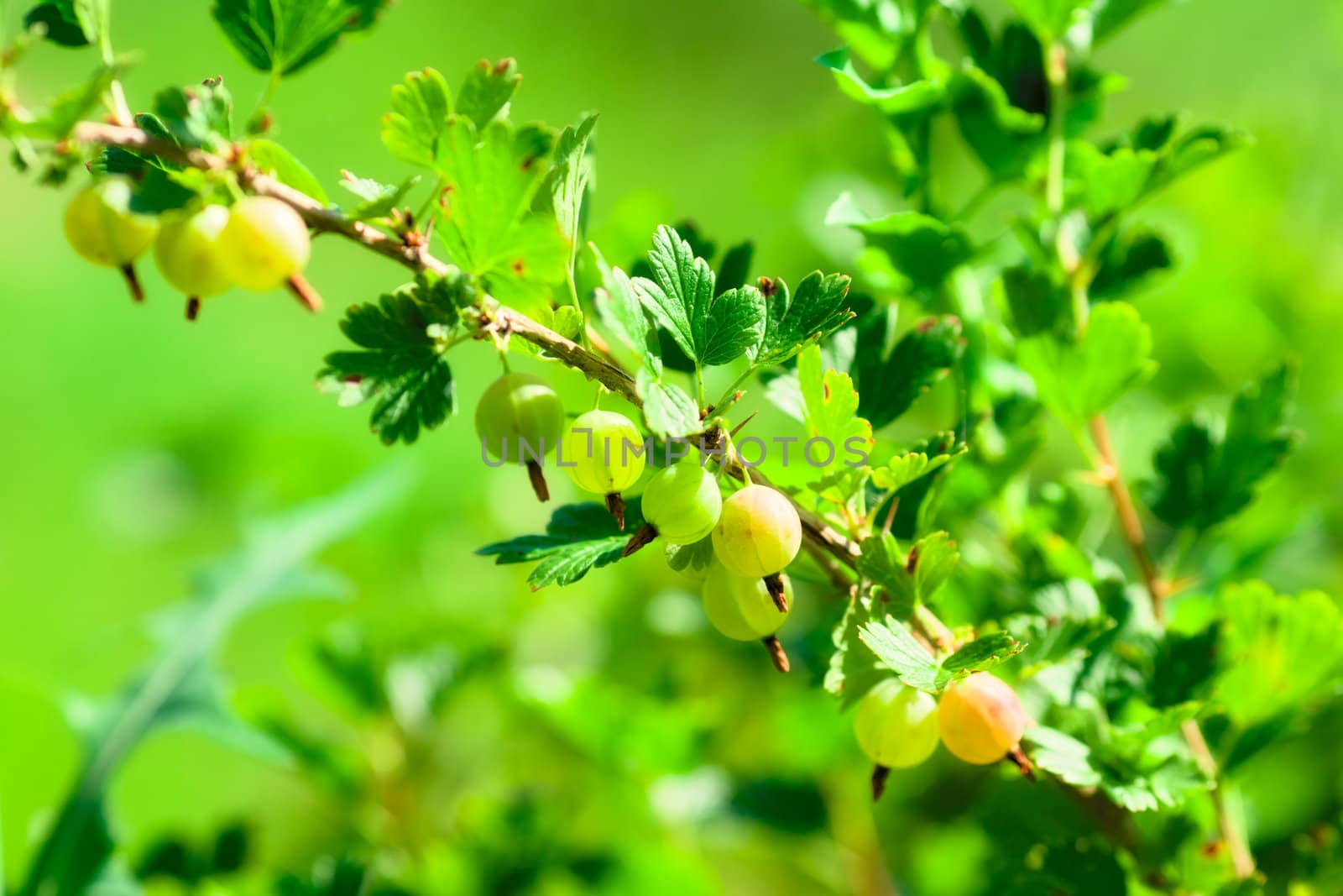 bunch of ripe gooseberries at summer day