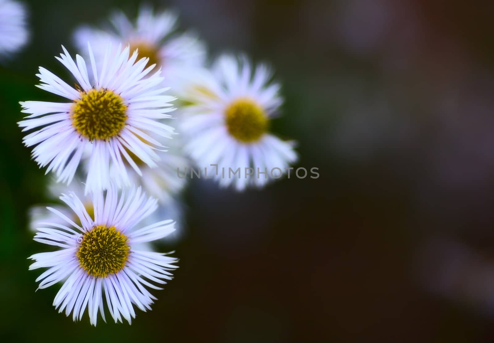 erigeron alpinus flowers in garden at summer