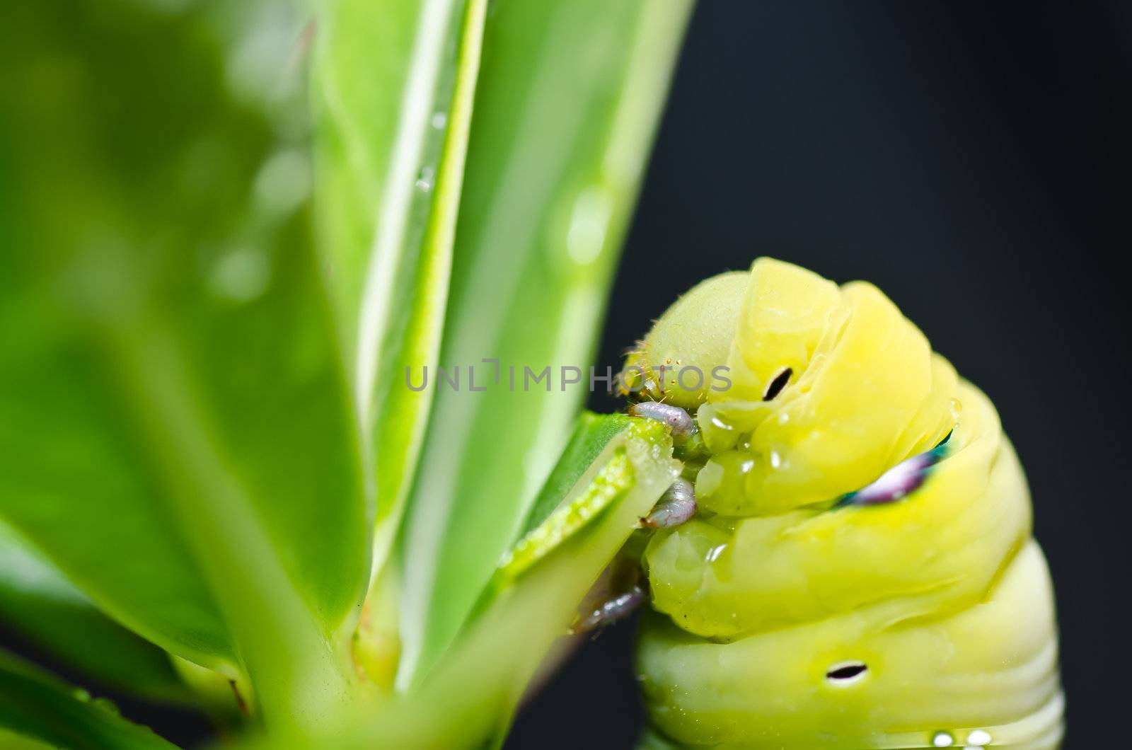 worm in green nature or in the garden